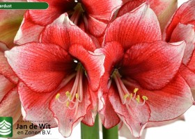 hippeastrum Stardust (2)